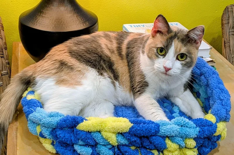 An adult medium-sized female Dilute Calico Domestic Short Hair cat named Pollock for adoption in Flint, TX