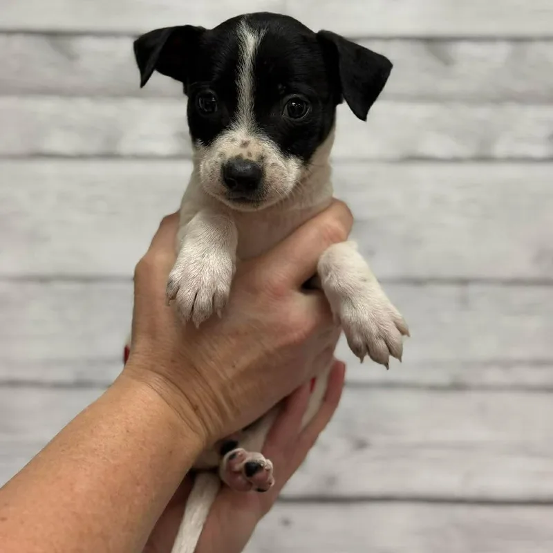 A baby small-sized male White / Cream Mixed Breed dog named Ben for adoption in Buffalo, MN