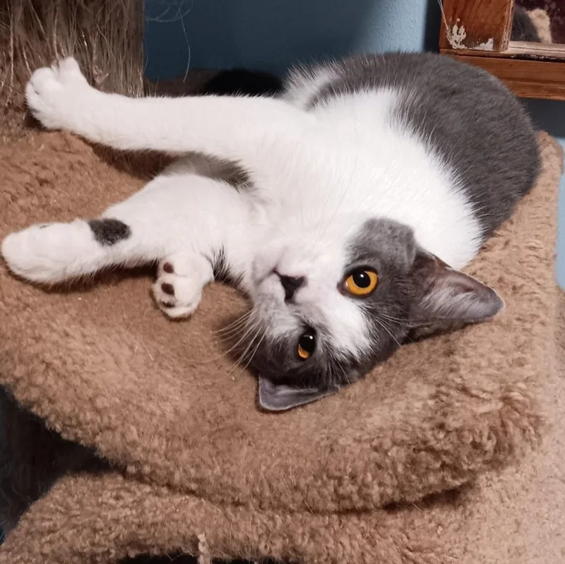 A young medium-sized female Domestic Short Hair cat named Smokey for adoption in Huffman, TX