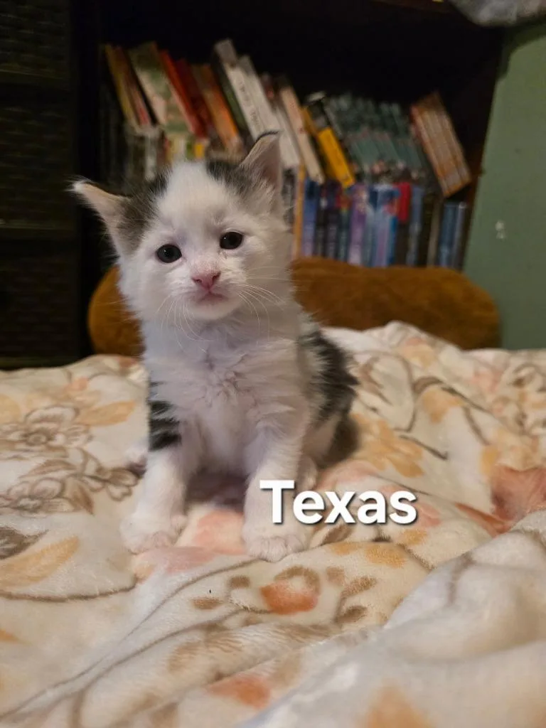 A baby small-sized female Domestic Short Hair cat named Texas for adoption in Glenfield, NY