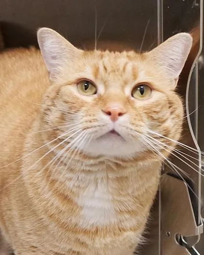 Chris P Bacon thumbnail 2