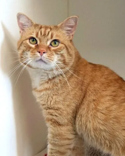 Chris P Bacon thumbnail 3