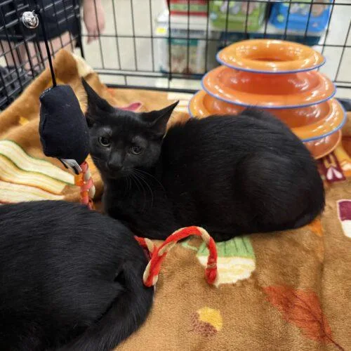 A baby small-sized female Black Domestic Short Hair cat named Raven for adoption in Tampa, FL