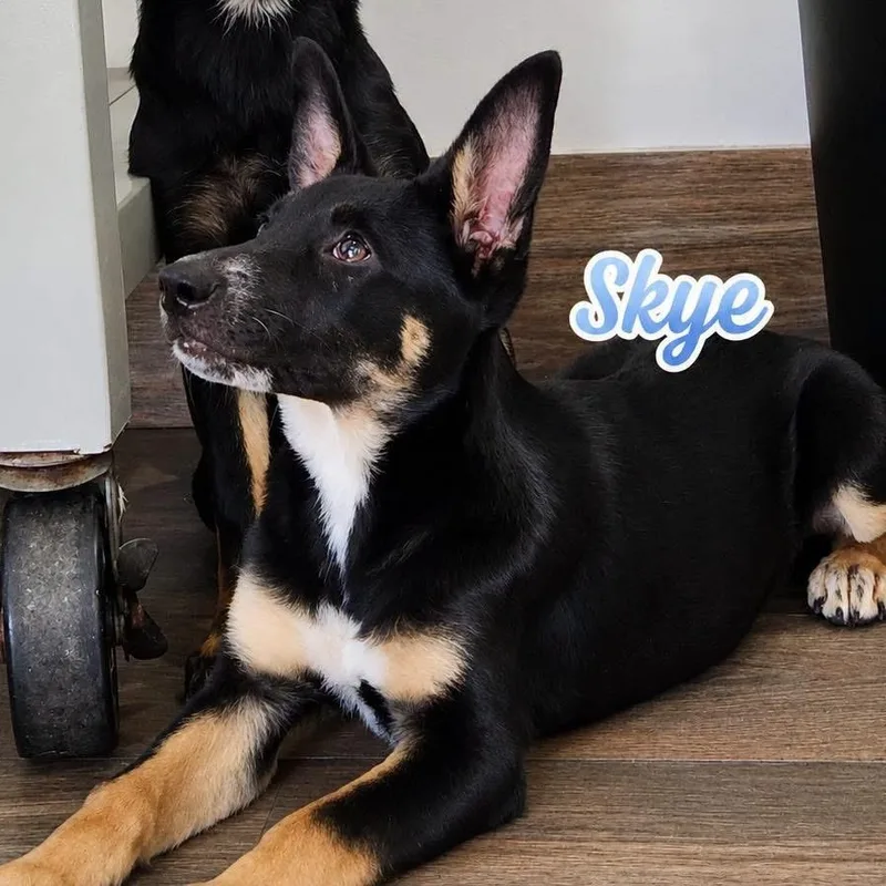 Skye thumbnail 2