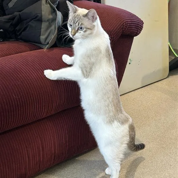 A young small-sized female White Domestic Short Hair cat named Sizzle With Indie for adoption in Manchester, CT