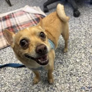 A young small-sized male Yellow / Tan / Blond / Fawn Chihuahua dog named Luke for adoption in Phoenixville, PA