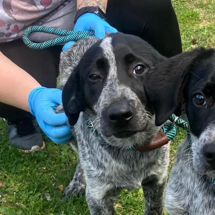 A baby small-sized female Black Australian Cattle Dog / Blue Heeler dog named Flora for adoption in Fairfax Station, VA
