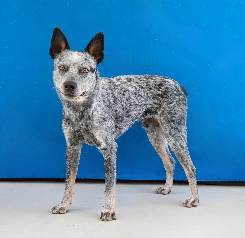 A young medium-sized male Australian Cattle Dog / Blue Heeler dog named Oneill for adoption in Pasadena, CA