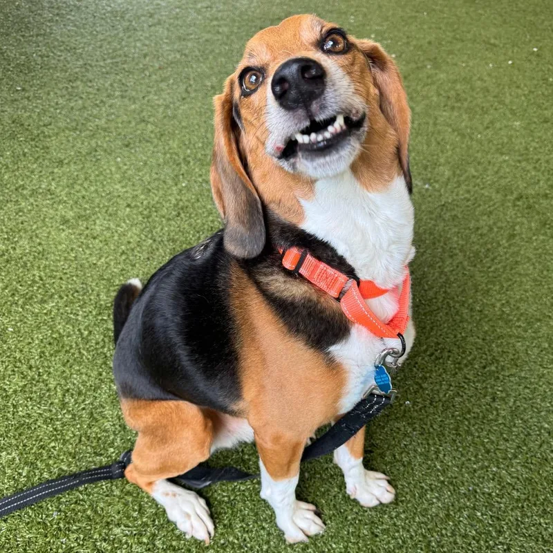 A senior medium-sized male Brown / Chocolate Beagle dog named Harley for adoption in West Palm Beach, FL