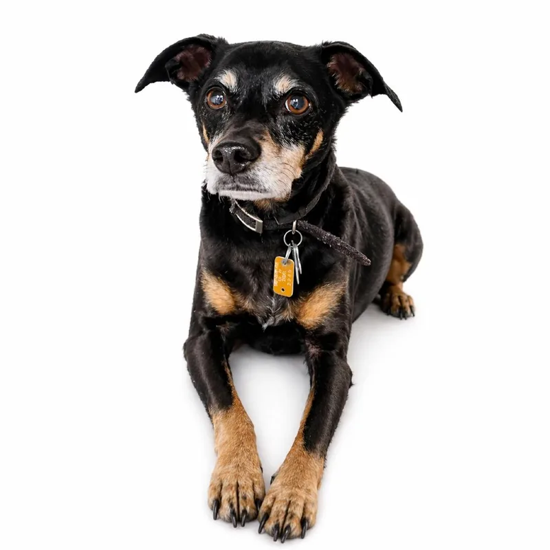 An adult medium-sized male Black Mixed Breed dog named Zeus for adoption in Allentown, PA