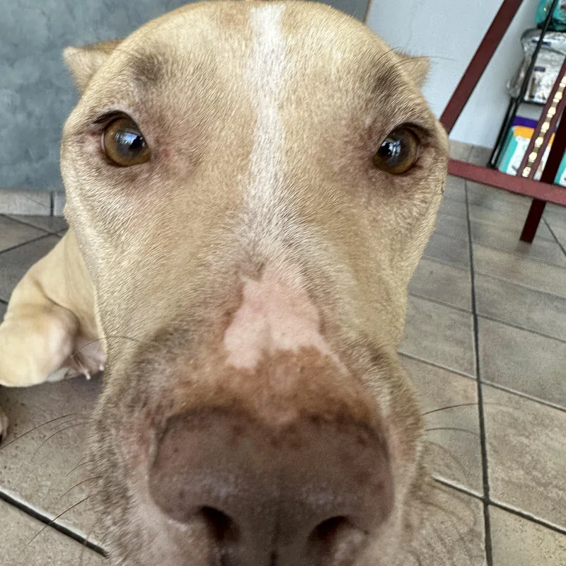 A young medium-sized female Apricot / Beige American Staffordshire Terrier dog named PETUNIA shy and for adoption in Metairie, LA