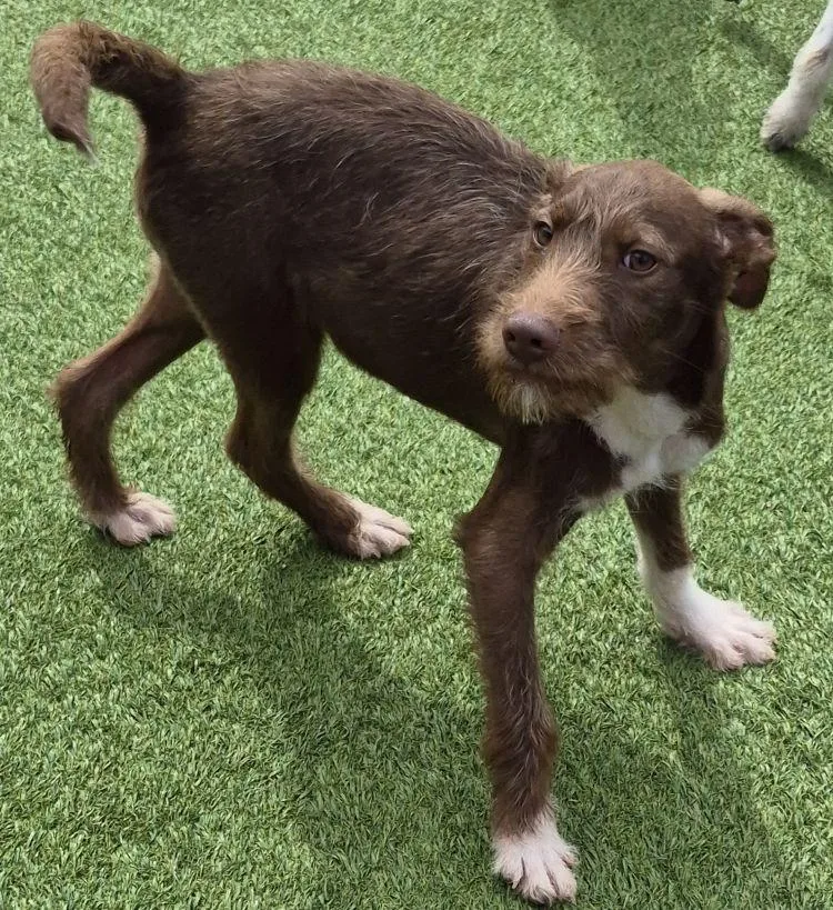 A young small-sized male Brown / Chocolate Schnauzer dog named Kevin for adoption in Carrollton, TX