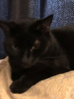 A senior small-sized male Domestic Short Hair cat named Pooper for adoption in South Bend, IN