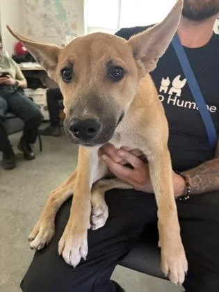 A baby medium-sized male Shepherd dog named Churro for adoption in Fresno, CA