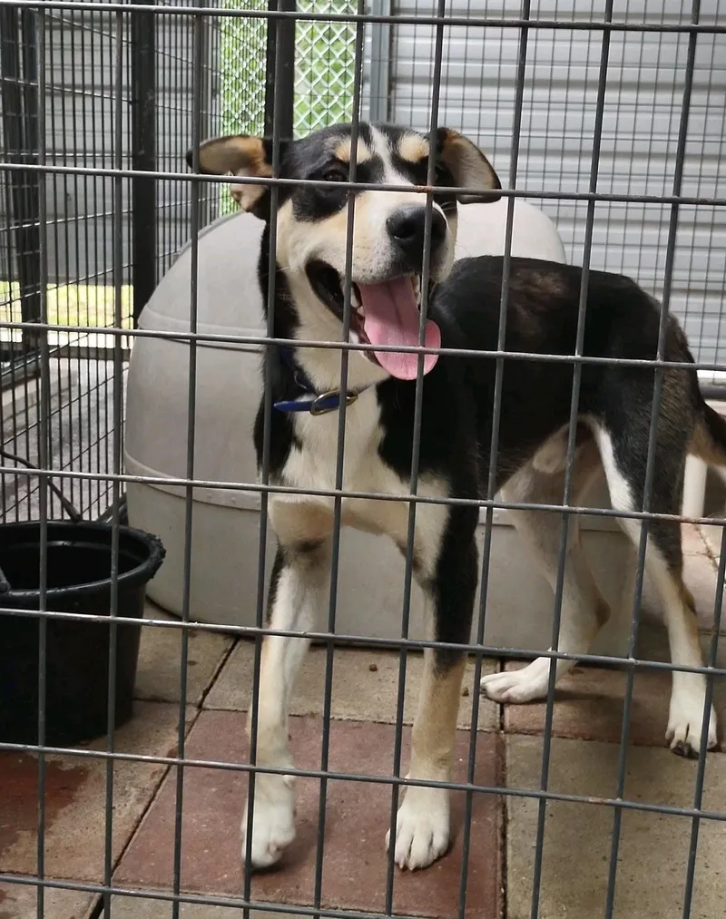 A young large-sized male Black Mixed Breed dog named Gorgeous Gordy for adoption in Stanton, KY