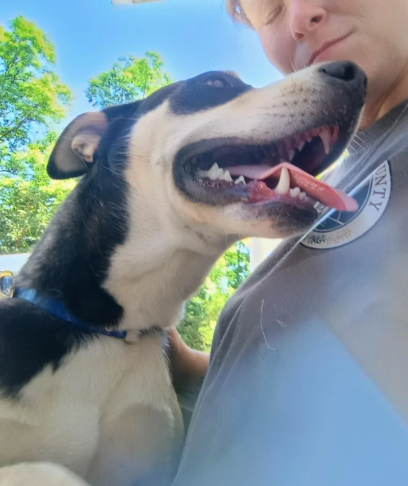 Gorgeous Gordy thumbnail 3