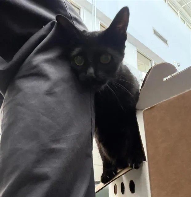 A young medium-sized female Domestic Short Hair cat named Momma for adoption in Dallas, TX