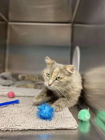 An adult medium-sized female Domestic Medium Hair cat named Cashmere for adoption in Fergus Falls, MN