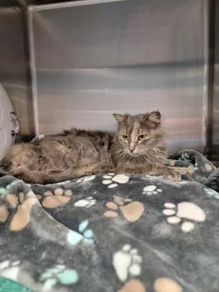 Cashmere thumbnail 2