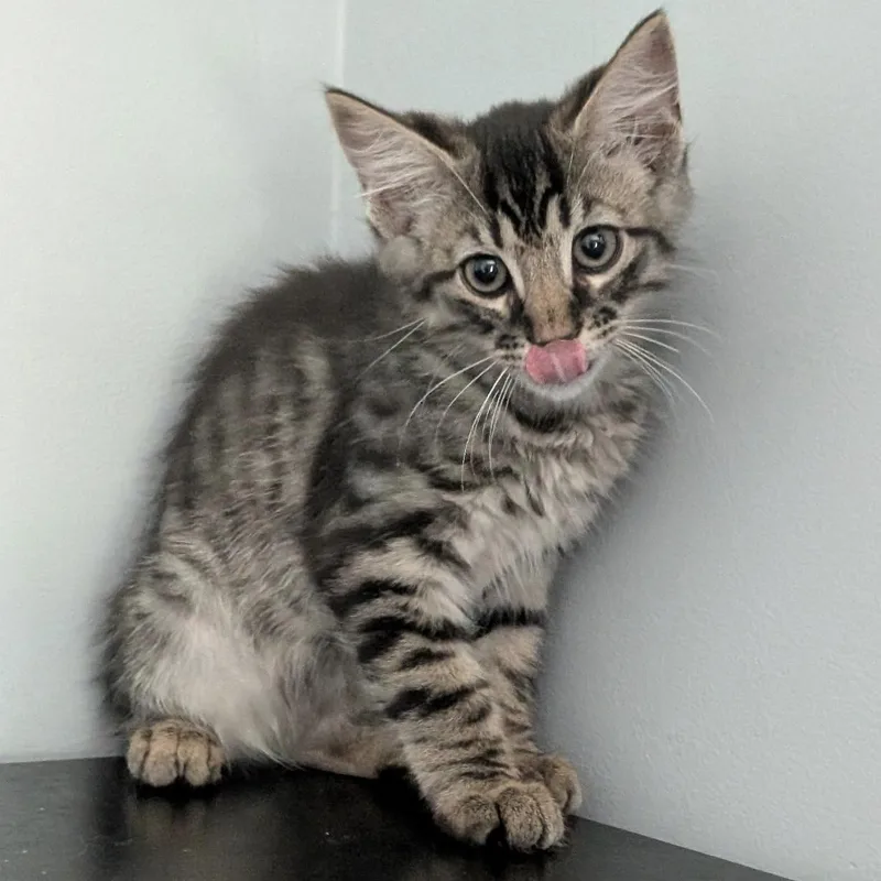 A baby medium-sized male Tabby (Tiger Striped) Domestic Short Hair cat named Ross for adoption in Maple Shade, NJ