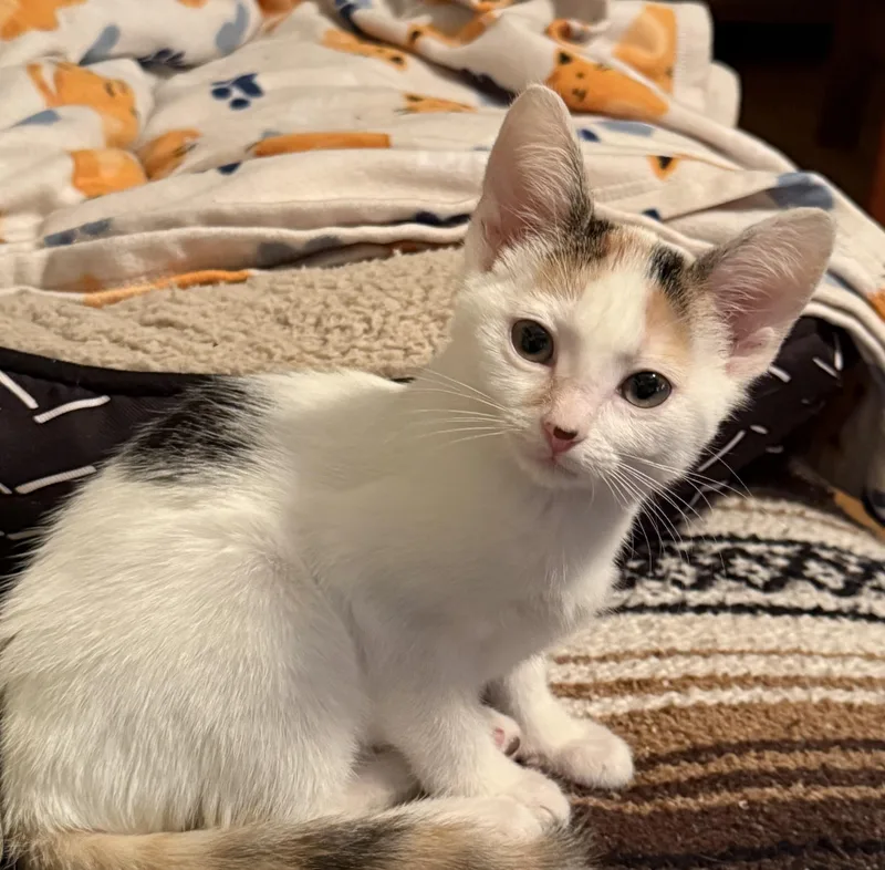 A baby medium-sized female Calico Domestic Short Hair cat named Harmony for adoption in Greensboro, NC
