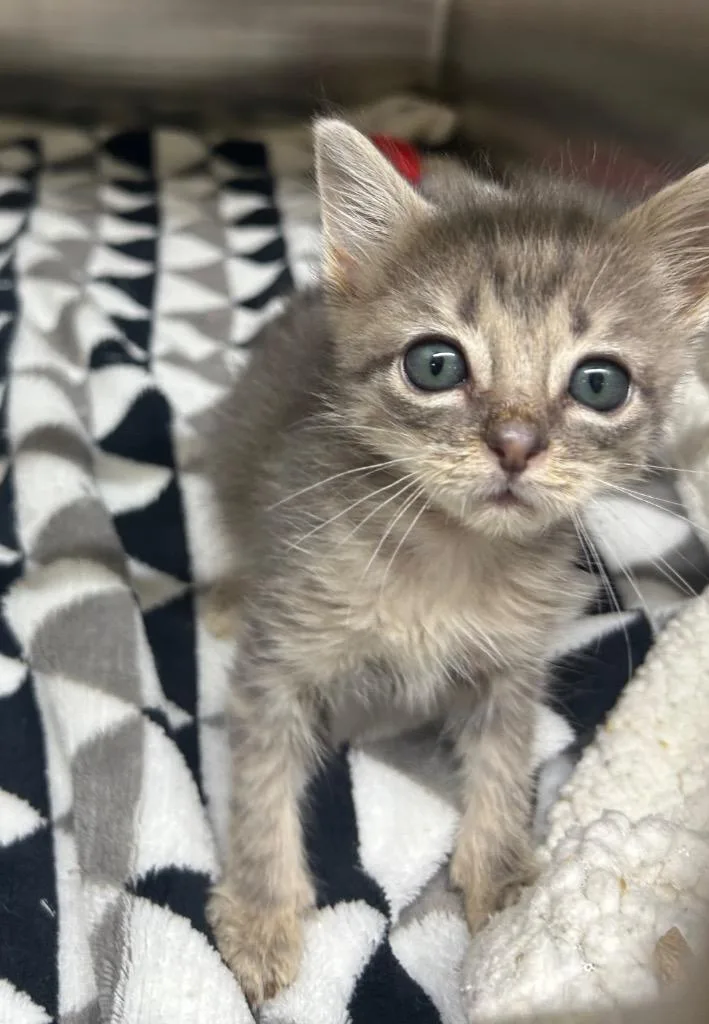 A baby medium-sized female Domestic Short Hair cat named Rousey for adoption in Seven Points, TX