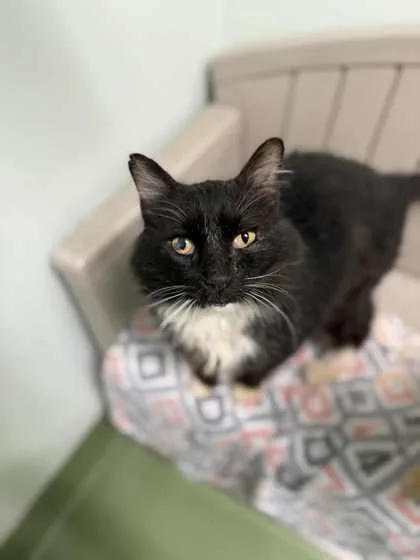 A senior large-sized male Domestic Long Hair cat named Clovis for adoption in Batavia, OH
