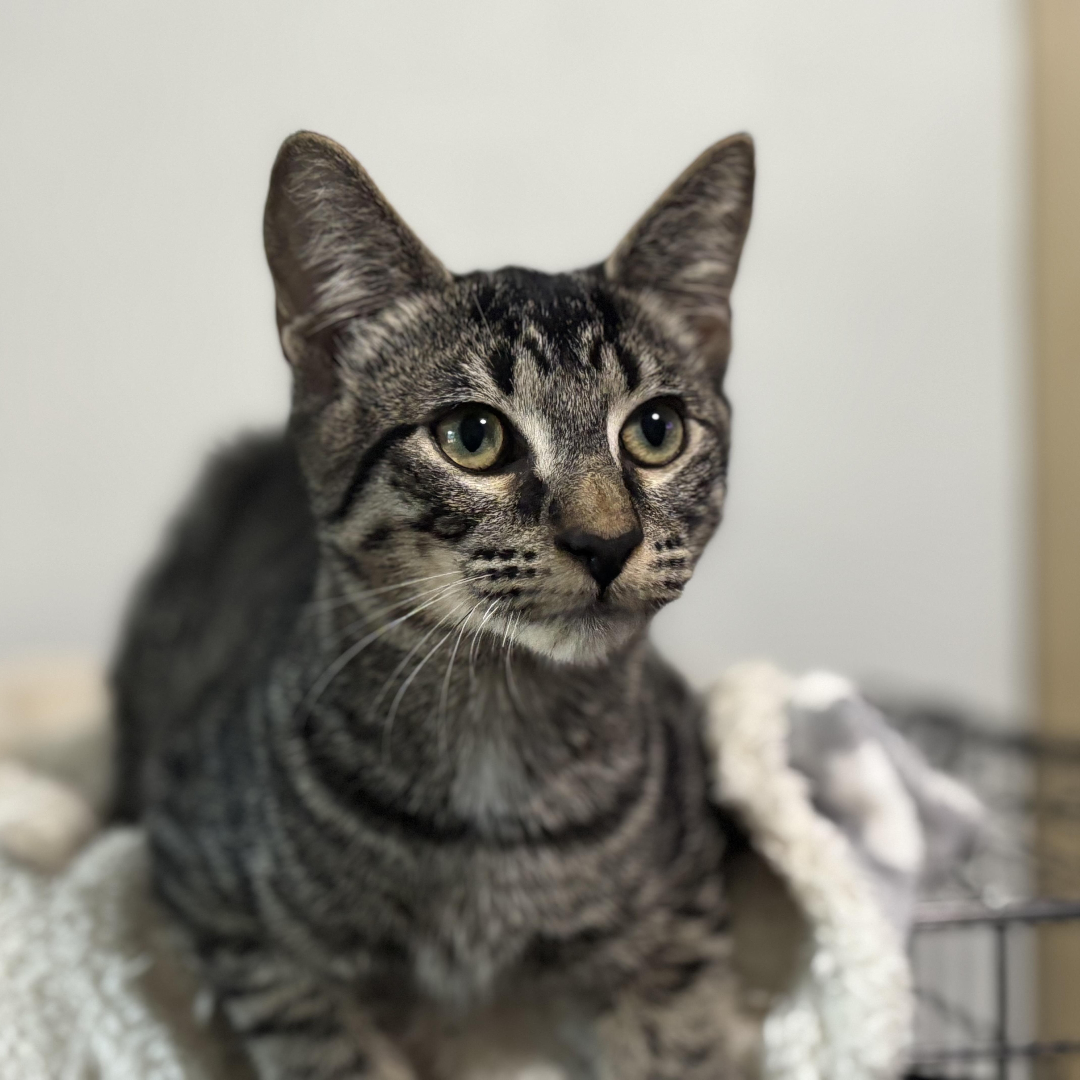 A young medium-sized male Domestic Short Hair cat named Pebble for adoption in Sugar Land, TX