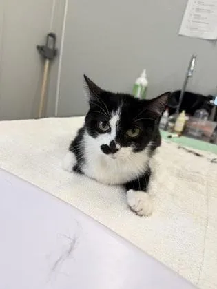 An adult medium-sized female Domestic Short Hair cat named Magnolia for adoption in Lafayette, IN