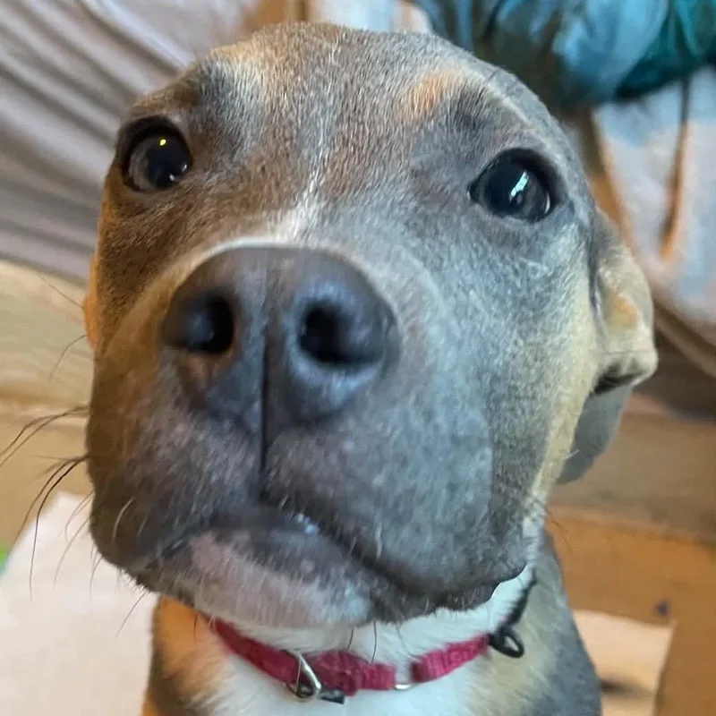 Holly thumbnail 5