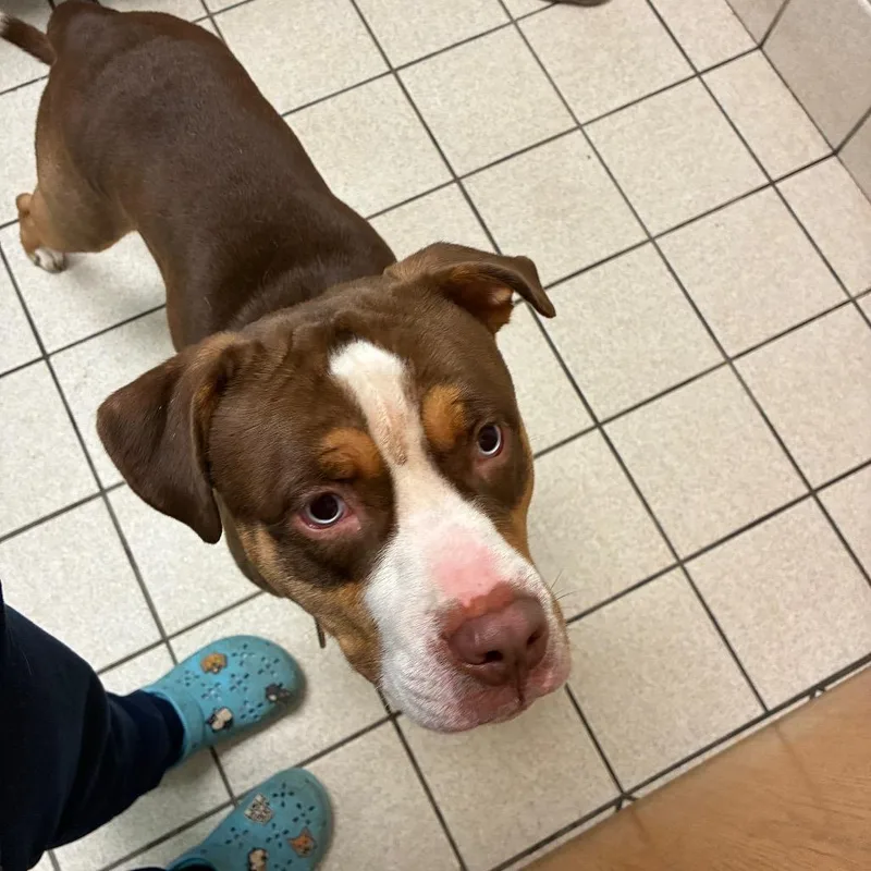 An adult medium-sized male Brown / Chocolate Mixed Breed dog named Kip for adoption in Charleston, WV