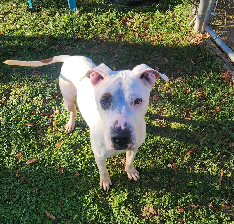 An adult medium-sized male White / Cream Great Dane dog named Big Mac for adoption in Stanley, VA