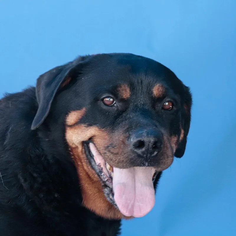 A senior medium-sized female Rottweiler dog named Diva for adoption in Pasadena, CA