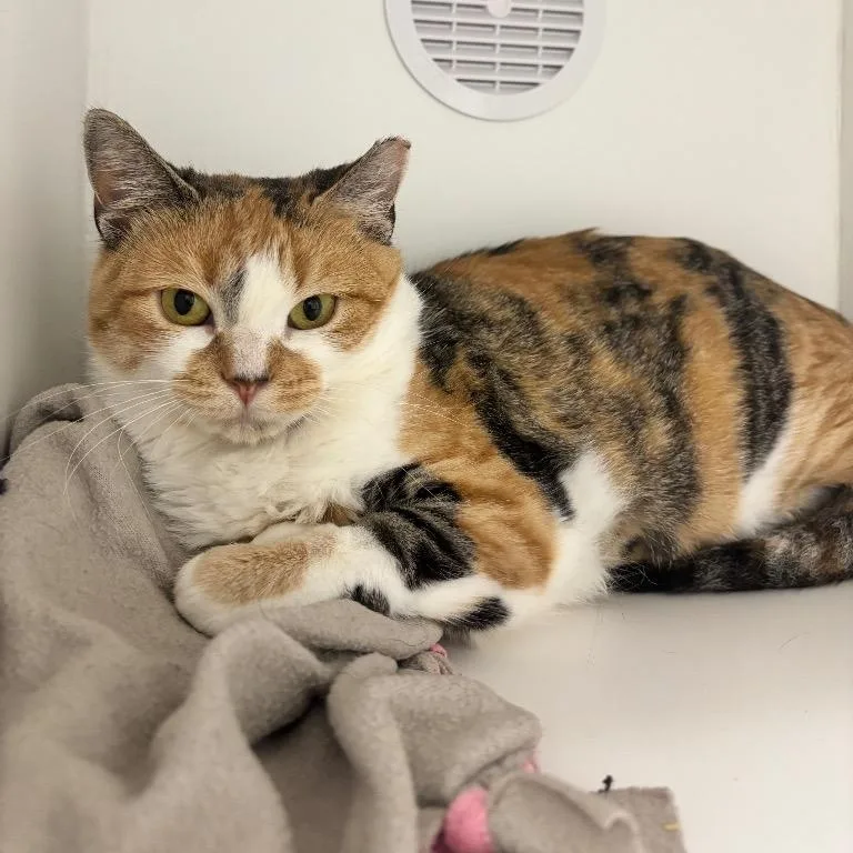 A young medium-sized female Domestic Short Hair cat named Lucy for adoption in Fall River, MA