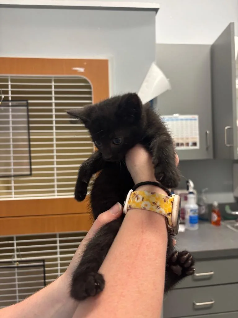 A baby medium-sized female Domestic Short Hair cat named Dosido for adoption in Bloomington, IN