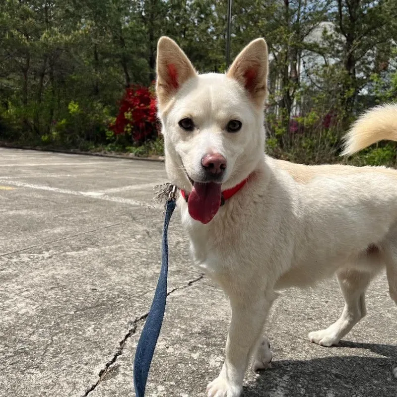 An adult medium-sized male Jindo dog named Buddle for adoption in Northbrook, IL