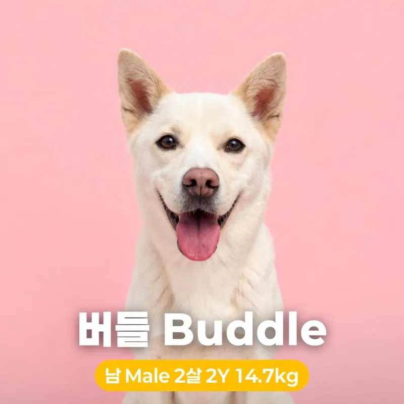 Buddle thumbnail 3