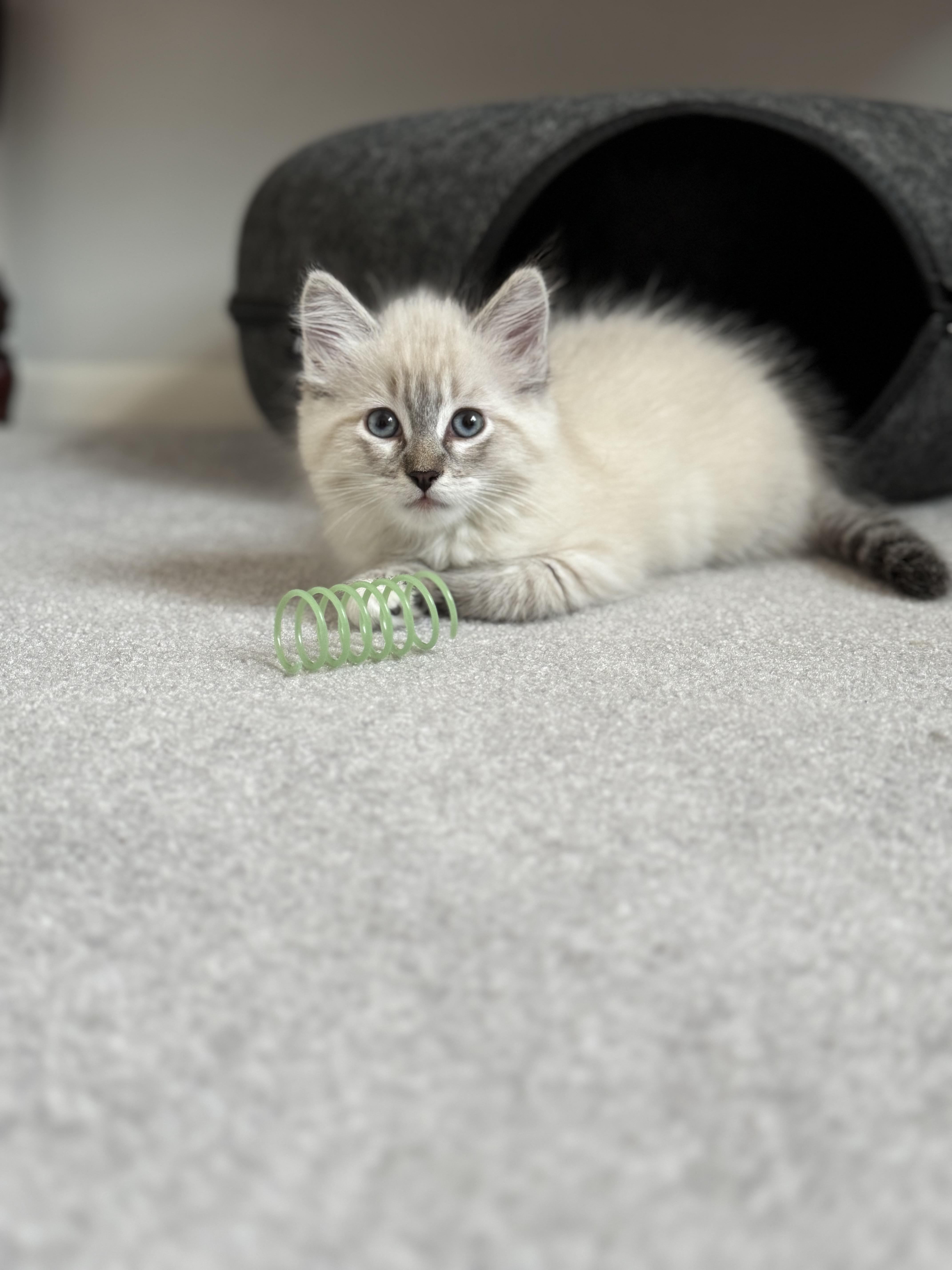 A young medium-sized female Cream / Ivory Siamese cat named Marie for adoption in Helendale, CA