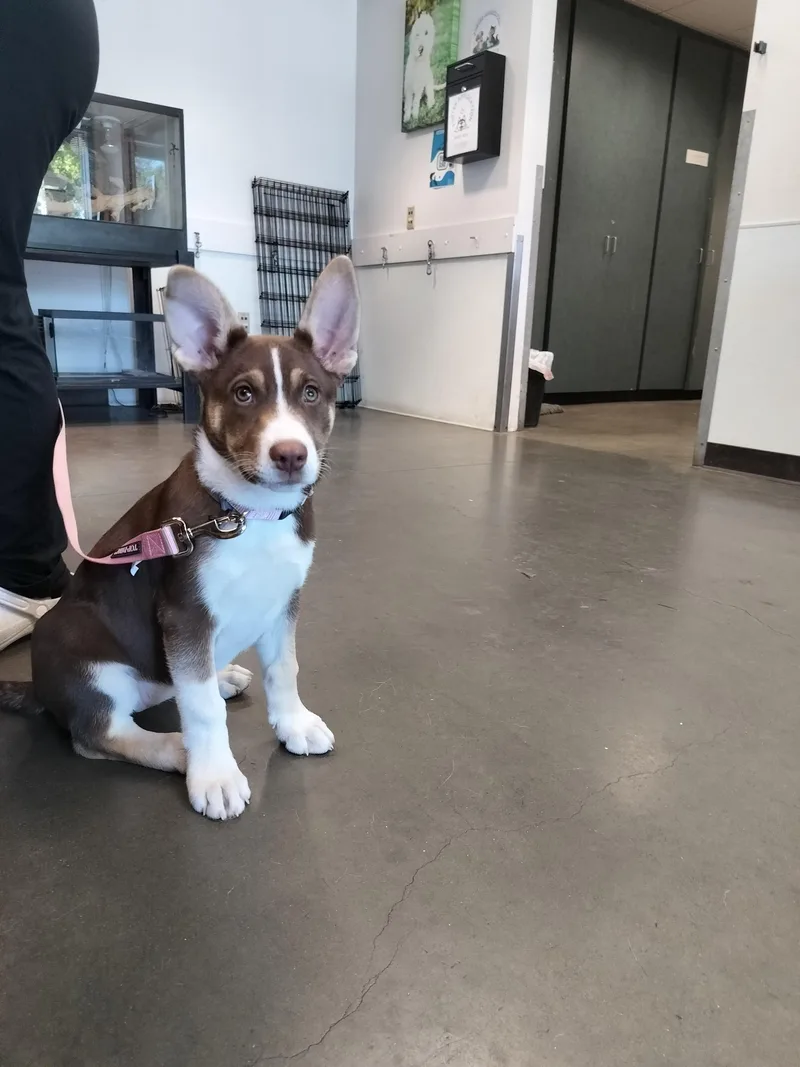A baby small-sized female Husky dog named Lola for adoption in Chatsworth, CA