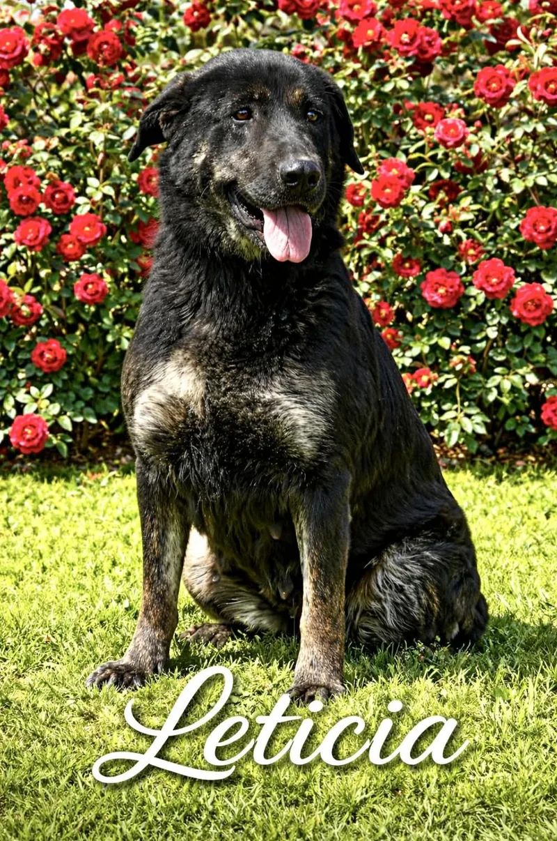 An adult large-sized female Labrador Retriever dog named Leticia for adoption in Allen, TX