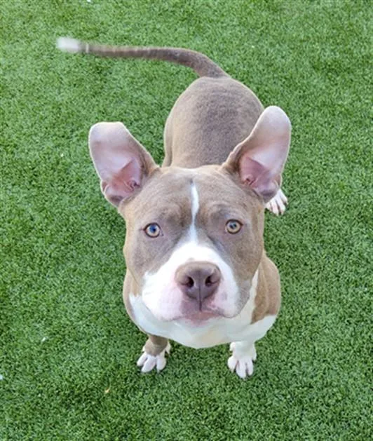 A young large-sized male Pit Bull Terrier dog named Shaq for adoption in Toledo, OH