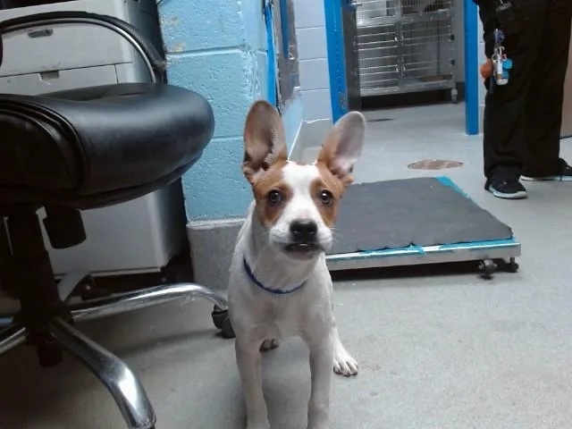 A young medium-sized female Pit Bull Terrier dog named Iris for adoption in Albuquerque, NM