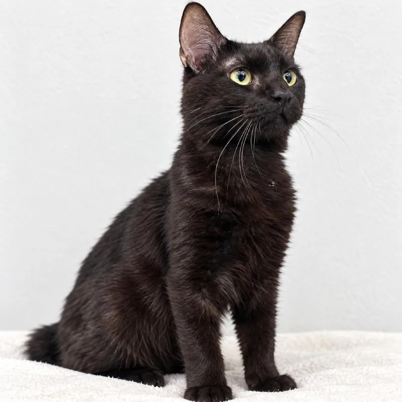 An adult medium-sized male Black Domestic Short Hair cat named Key Lime for adoption in Austin, TX