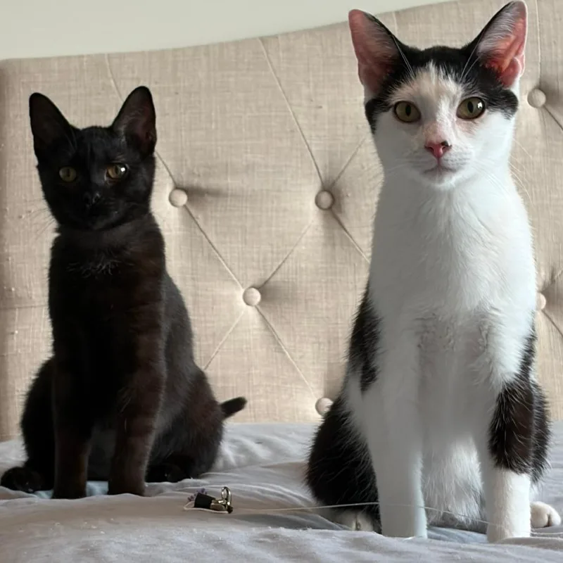 A young small-sized female Black Domestic Short Hair cat named Pandora for adoption in Waxhaw, NC