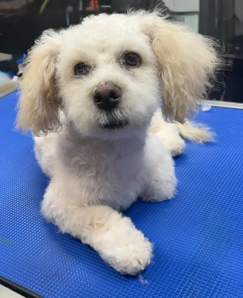 A baby small-sized male White / Cream Havanese dog named Sheridan for adoption in Plano, TX