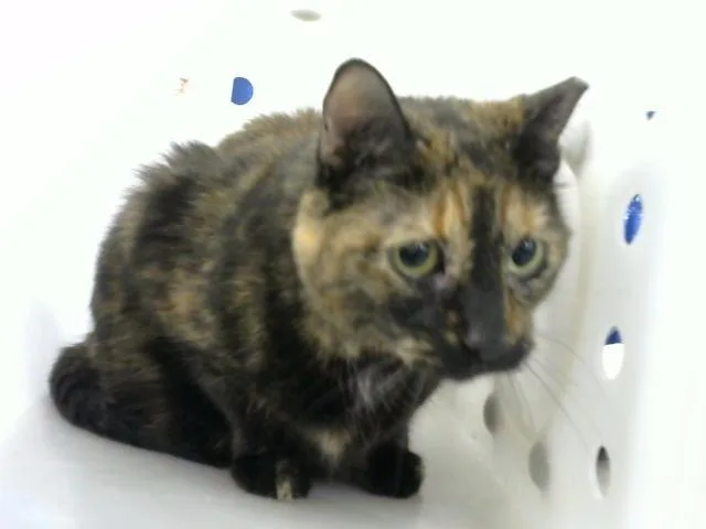 An adult medium-sized female Domestic Short Hair cat named Isabella for adoption in Albuquerque, NM