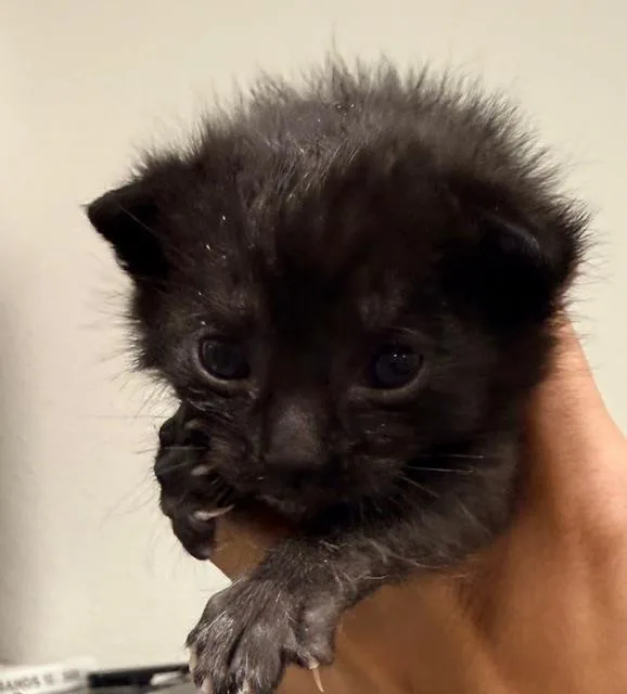A baby small-sized male Domestic Short Hair cat named Meowgesty for adoption in Santa Maria, CA