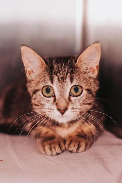 A young small-sized female Domestic Short Hair cat named a Squeaks for adoption in North Charleston, SC