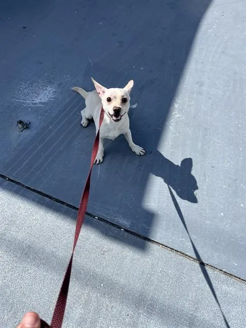A young small-sized male Mixed Breed dog named A for adoption in Palmetto, FL