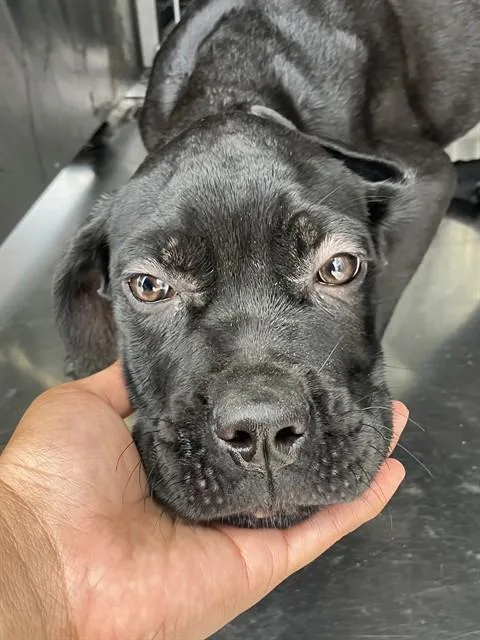 A baby small-sized female Mixed Breed dog named Lola for adoption in Dallas, TX